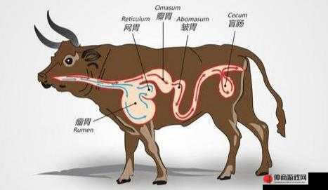 牛百叶：牛胃中的重要消化器官