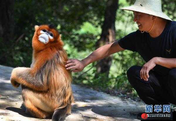 金丝猴下山串门村民热情款待：人与动物和谐一幕