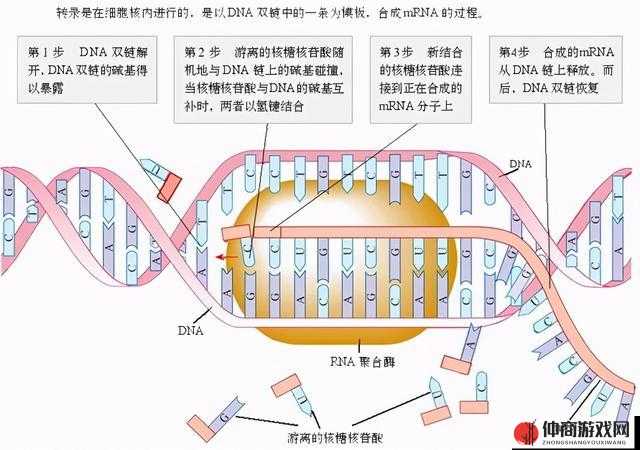 RNA 与 DNA 杂交过程全解