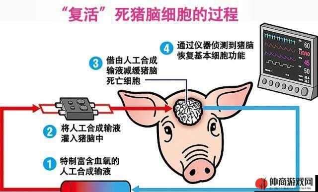 美国人与猪的 DNA：揭秘生命密码的关键