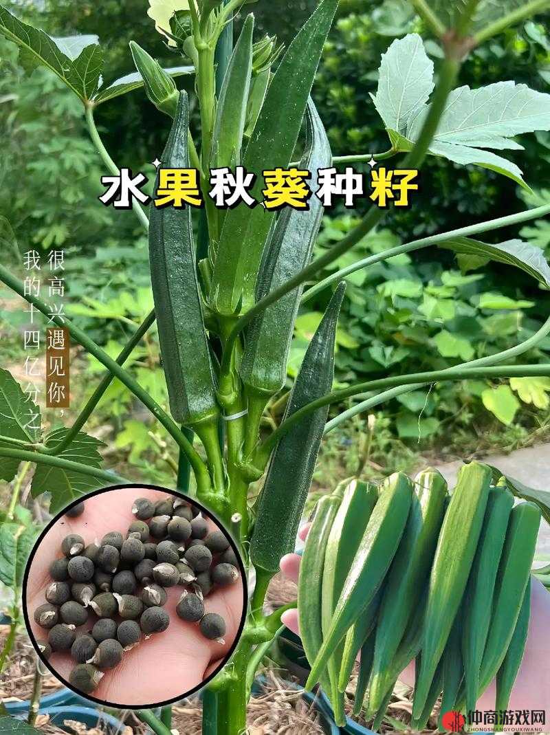 丝瓜秋葵草莓香蕉榴莲芒果大全之丰富食材大揭秘