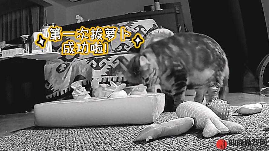 拔萝卜生猴子不盖被子：关于这一奇特现象的探讨与分析