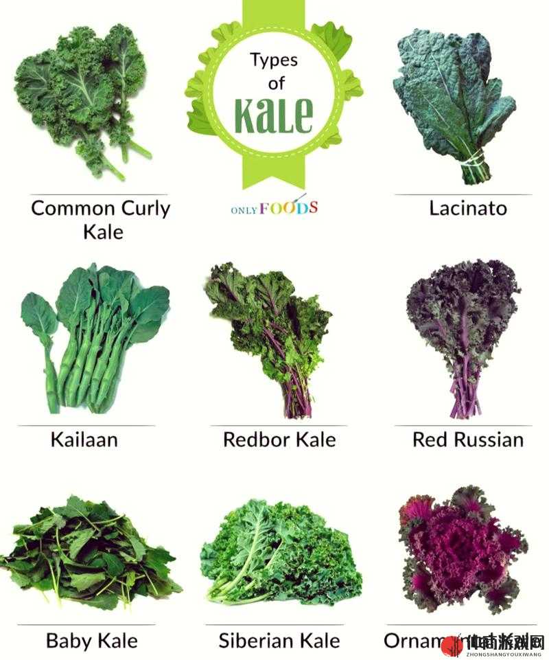 kale 是什么意思？植物学家带你探索 Kale 的奥秘