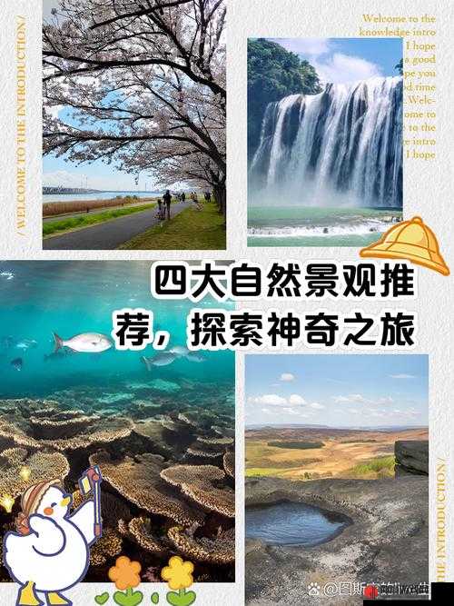 小草回家永不迷路 2024 之探索未来的神奇之旅