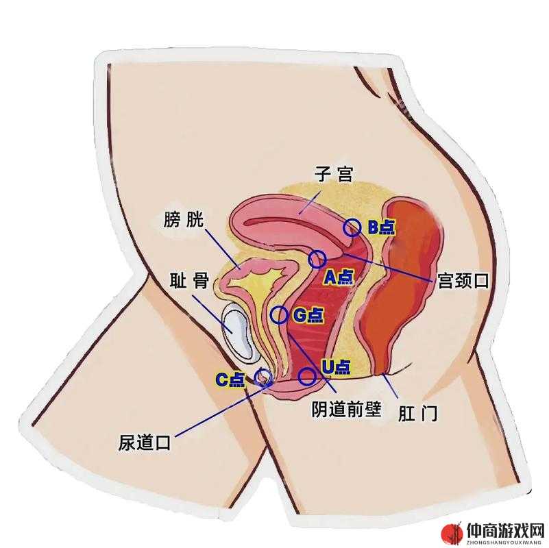 C 点和 G 在哪个部位：深度解析身体的神秘区域