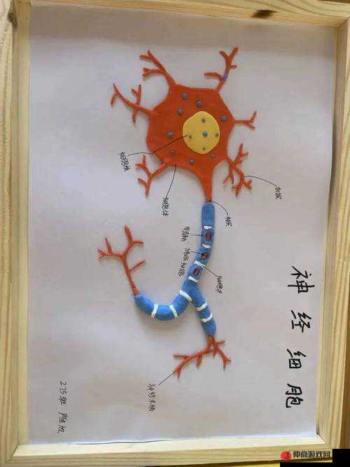 生物课的教具实用的选择：助力教学效果提升的关键因素