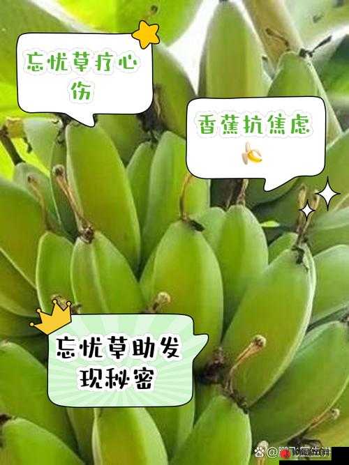 香蕉和忘忧草对焦虑的影响：探索其内在机制与实际效果