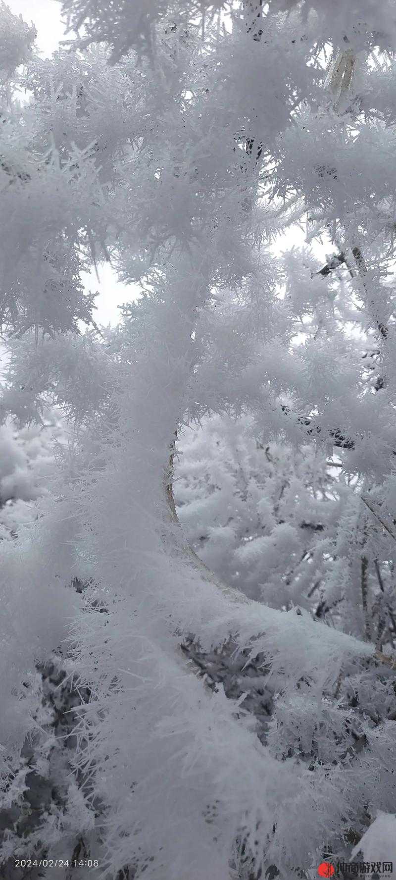 深度解析是雪吧(悲)与是雪罢(悲)梗的文化内涵及其在资源管理中的应用策略