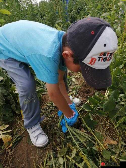 挤牛奶与拔萝卜怎么拔的奇妙探索