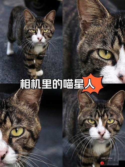 猫之城角色揭秘，深入解析狸花猫的身份与背景故事介绍