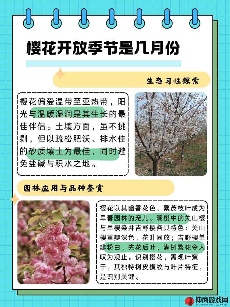 樱花官方网站：从这里进入，探索樱花世界