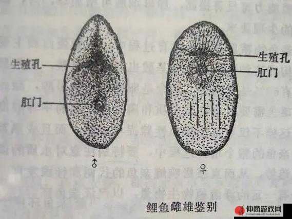 锦鲤吸水和夹什么区别之详细分析与对比探讨