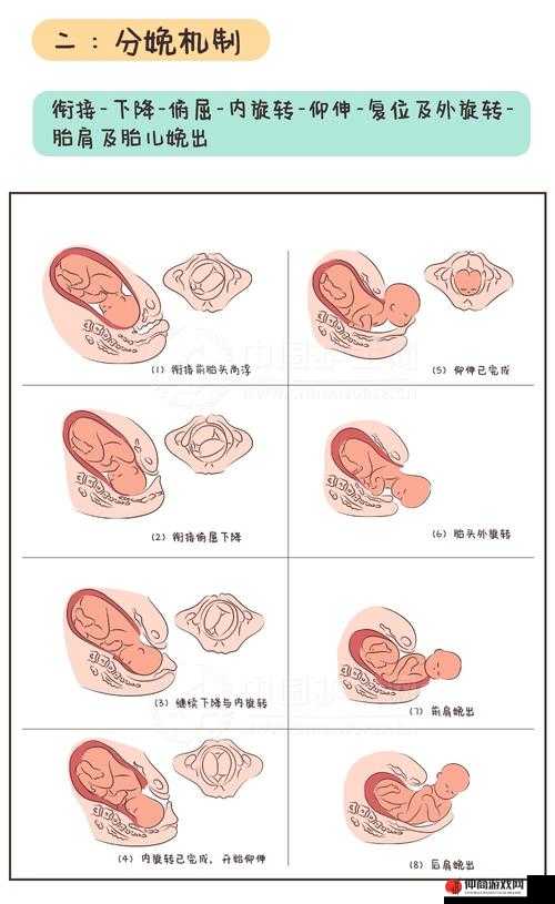 产妇分娩时双腿间硬硬的胎头湿漉漉地艰难挤出来