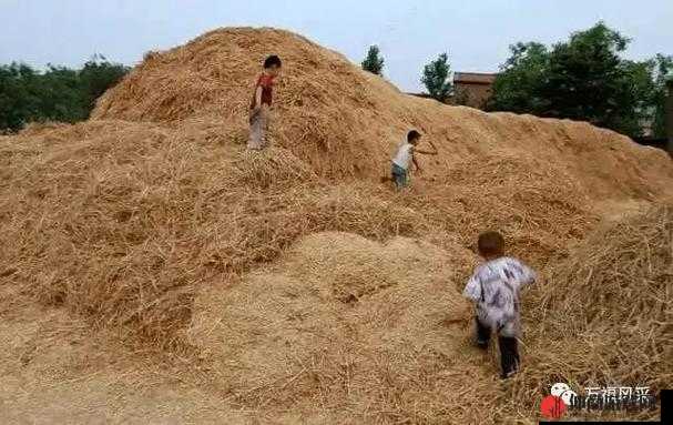 麦子地里的故事：躁动的青春，一段不该被遗忘的回忆