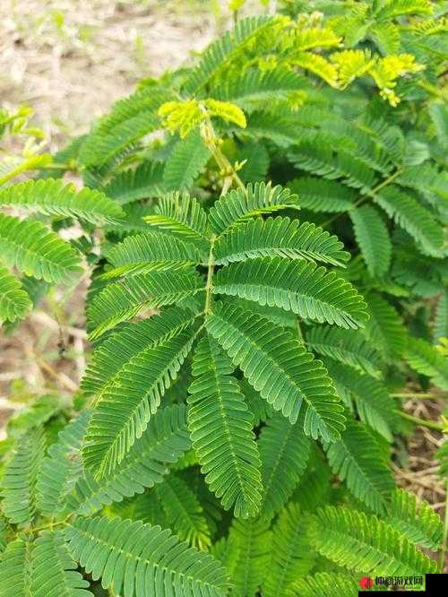 啊～你 TM 别 了含羞草：探索神秘植物的性征与应用