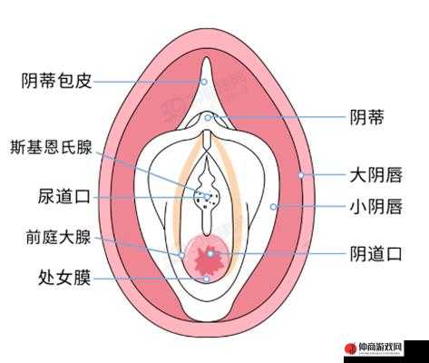 美女一级做受：一位女性在性方面的主动与享受