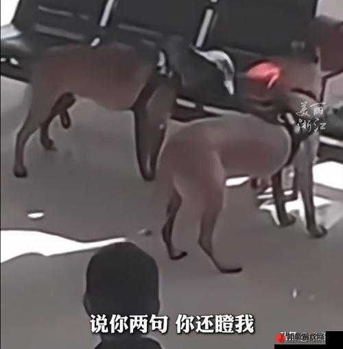 张警犬撞玻璃视频：惊险瞬间引发全网热议