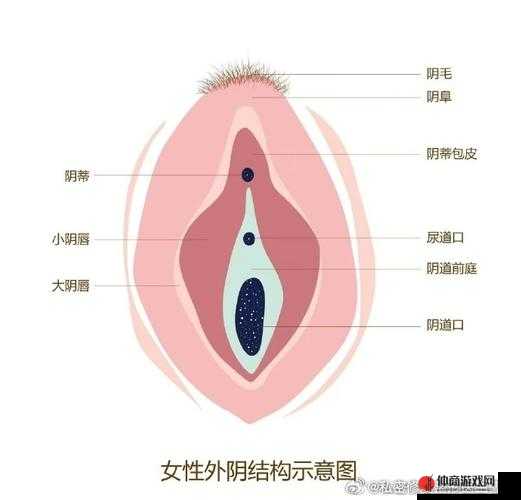 ：中国女性私密部位特写，引发争议与思考