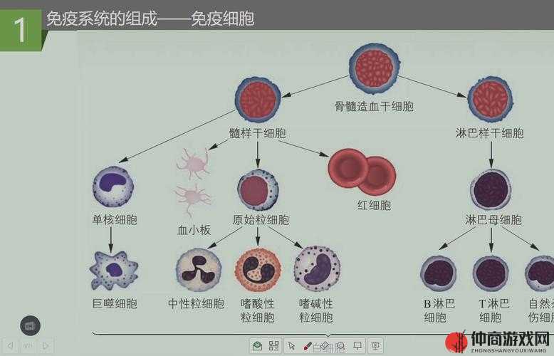 生化公司免疫系统全面剖析，探索资源管理的高效艺术与策略