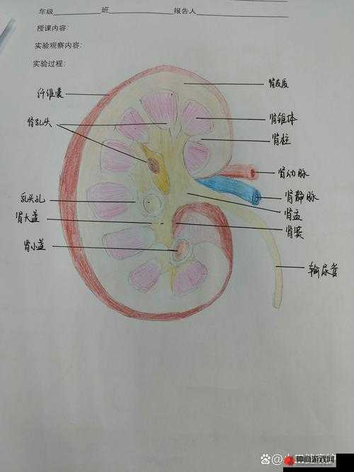 生化公司肾脏系统全面解析，探索资源管理在肾脏功能中的艺术