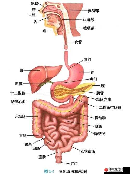 探索生化公司内部，揭秘并体验人体消化系统的非凡与奇妙之旅