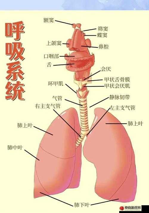 深入生化公司，一场揭秘人体呼吸系统复杂机制与奥秘的神奇之旅