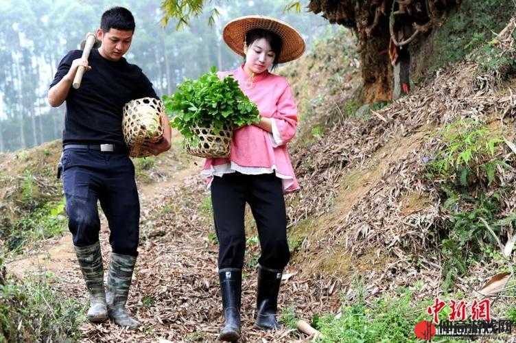 夫妻探索一百种独特插秧方法的别样体验